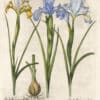 Besler Pl. 200, Sky-blue English iris, White Spanish iris, et al