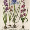 Besler Pl. 201, Variegated English iris, Wild gladiolus, et al