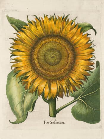 Besler Pl. 204, Common sunflower
