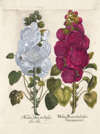 Besler Pl. 222, Rose-colored double-flowered hollyhock, et al