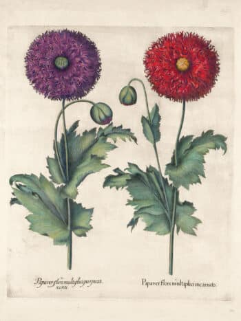 Besler Pl. 291, Lacy double-flowered garden poppies