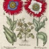Besler Pl. 292, Tordylium, Eyed garden poppy with fringed petals