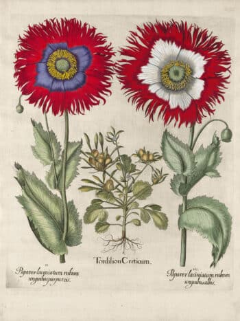 Besler Pl. 292, Tordylium, Eyed garden poppy with fringed petals