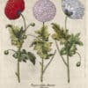 Besler Pl. 293, Double-flowered variegated garden poppy, et al