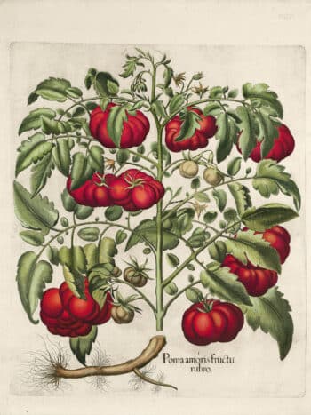 Besler Pl. 320, Red tomato