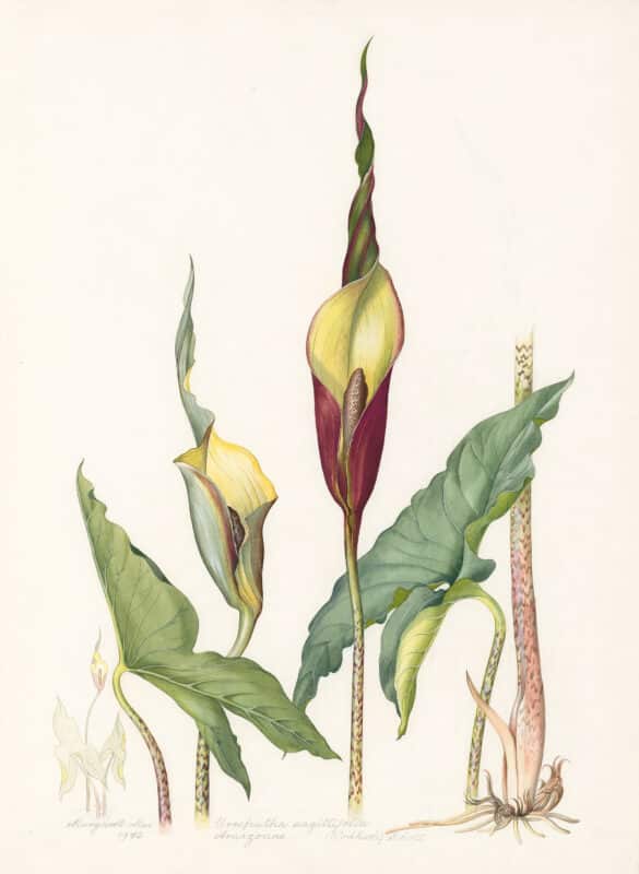 Mee Pl. 2, Urospatha sagittifolia
