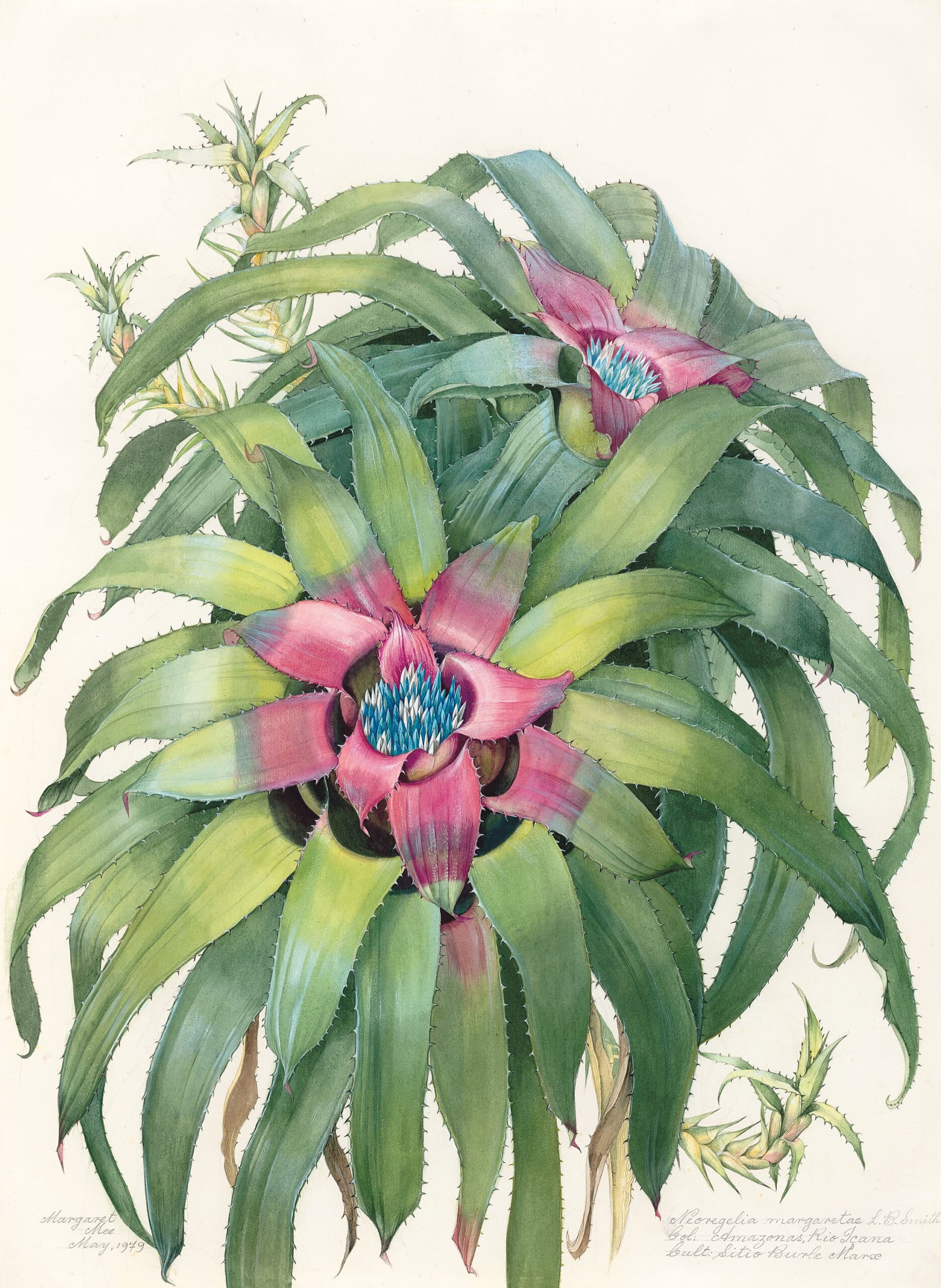 Margaret Mee Botanical Art Margaret Mee