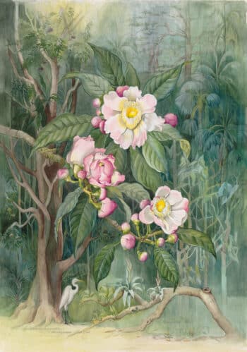 The Flowering Amazon – Oppenheimer Kew Gardens Edition