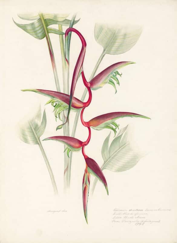 Mee Pl. 16, Heliconia chartacea