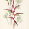 Mee Pl. 16, Heliconia chartacea