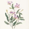 Mee Pl. 18, Heterostemon mimosoides