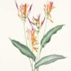 Mee Pl. 20, Heliconia adeliana