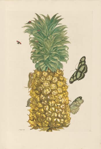 Merian Pl. 2, Pineapple
