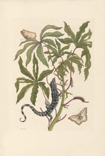 Merian Pl. 4, Jatropha Moth