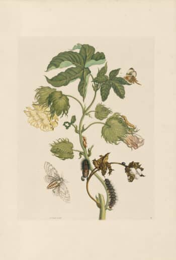 Merian Pl. 10, Cotton Plant