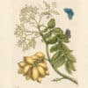 Merian Pl. 13, Yellow Mombin Plum Tree