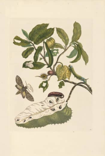 Merian Pl. 14, Soursop with Owlet Moth