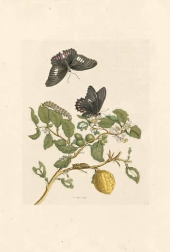 Merian Pl. 17, Lemon