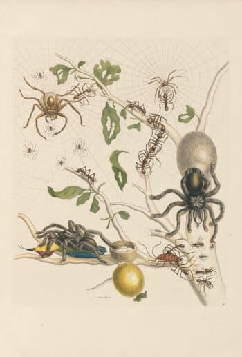 Merian Pl. 18, Tarantula & Weaver Ants