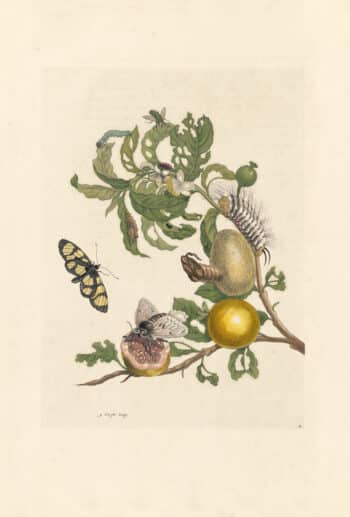 Merian Pl. 19, Guava