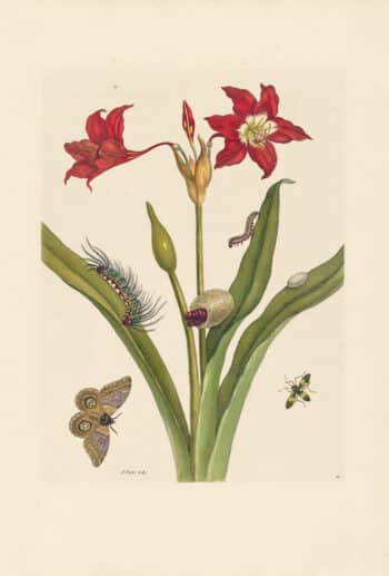 Merian Pl. 22, Red Amaryllis