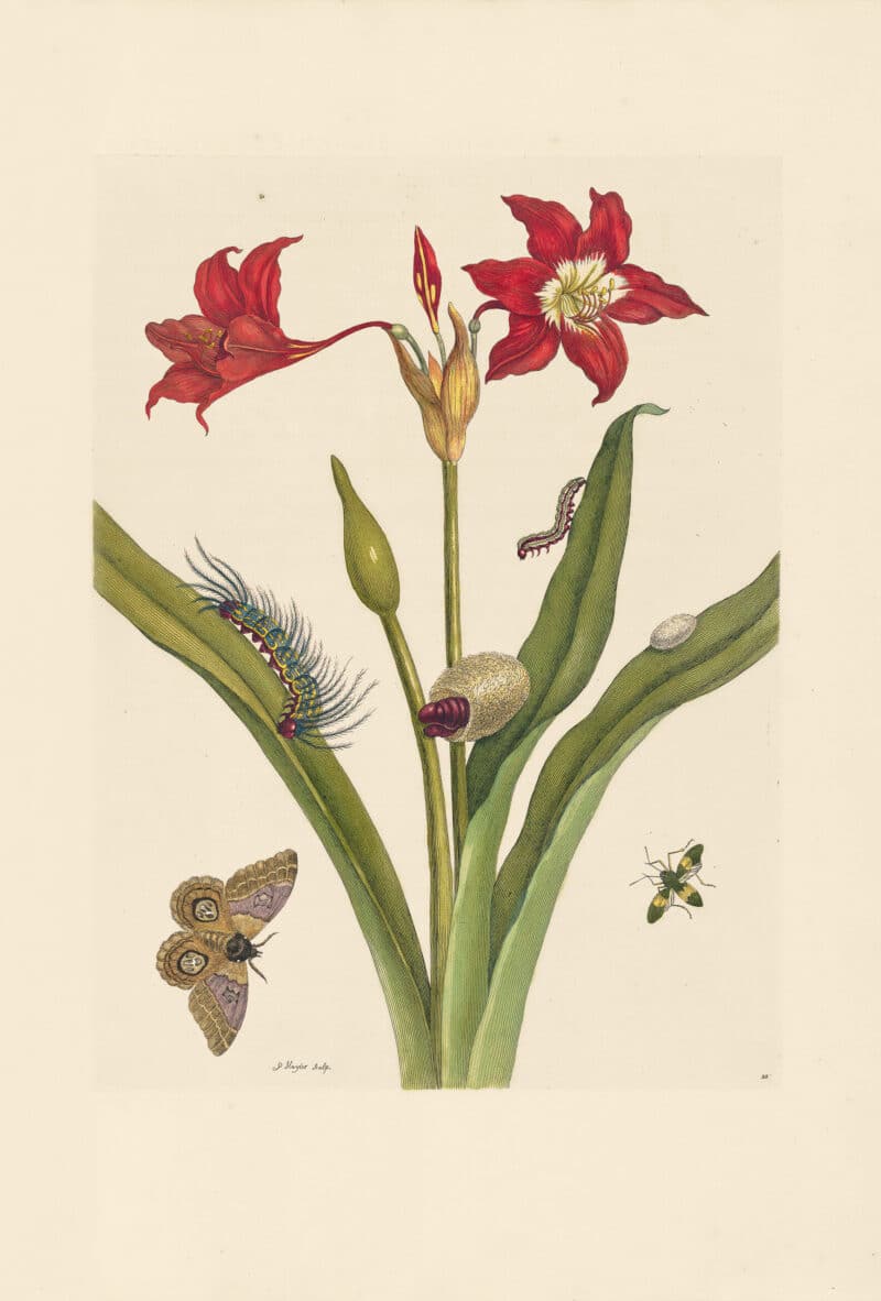 Merian Pl. 22, Red Amaryllis