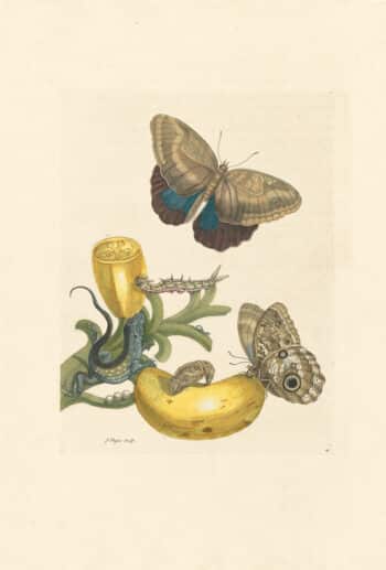 Merian Pl. 23, Lizard & Banana