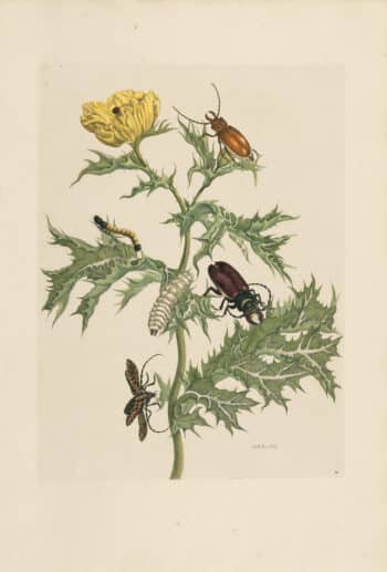 Merian Pl. 24, Large Horned Beetle