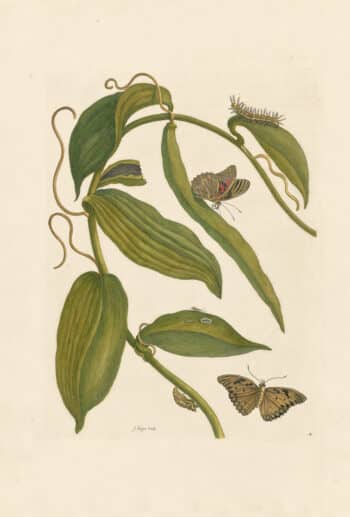 Merian Pl. 25, Vanilla Plant
