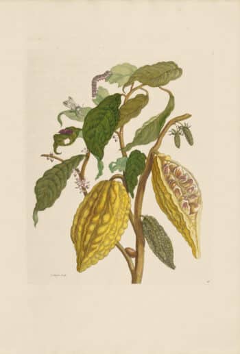 Merian Pl. 26, Cocoa Plant