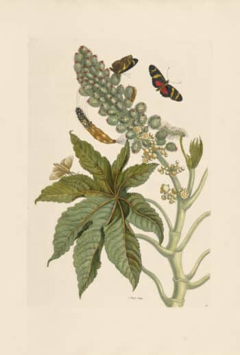 Merian Pl. 30, Rincinis Butterfly & Sacktail