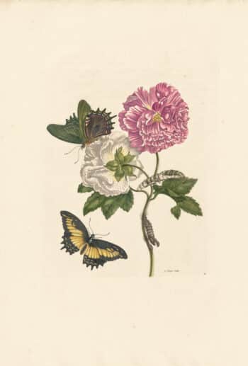 Merian Pl. 31, Cotton Rose