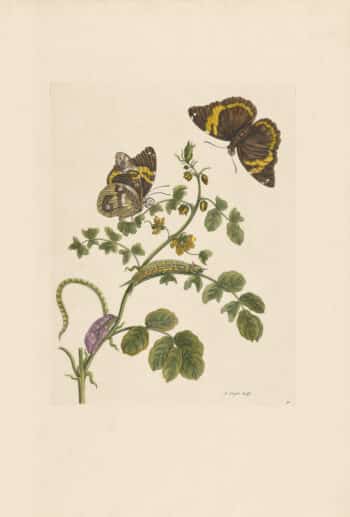 Merian Pl. 32, Black Currant with Butterfly