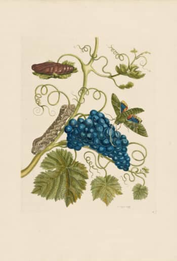 Merian Pl. 34, Purple Grapes