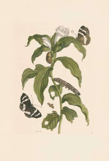 Merian Pl. 36, Tobacco Plant with Butterfly
