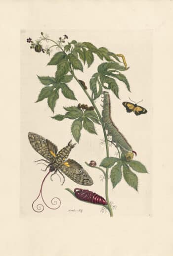 Merian Pl. 38, Cotton Leaf Jatropha