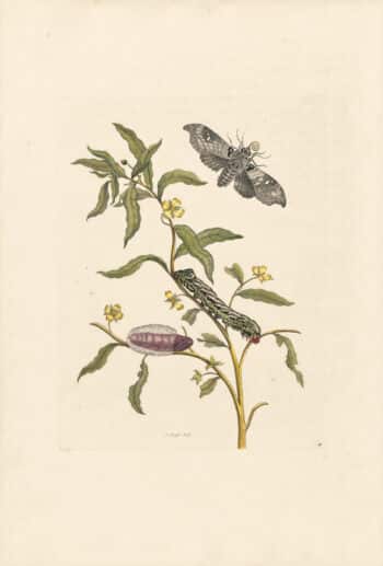 Merian Pl. 39, Emperor Moth