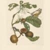 Merian Pl. 43, Swallow-tailed Butterfly