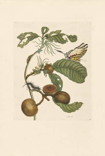 Merian Pl. 43, Swallow-tailed Butterfly