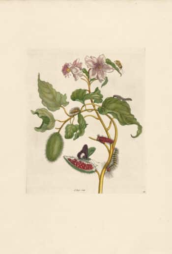 Merian Pl. 44, Pink Flowered Rocu