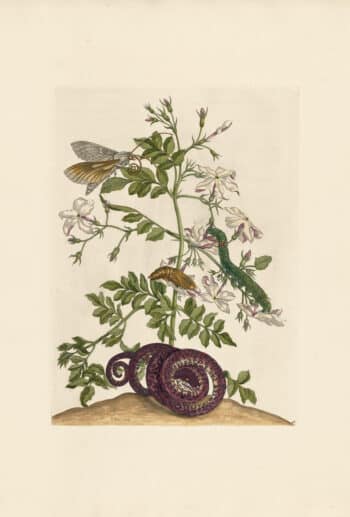 Merian Pl. 46, Snake and Jasmine