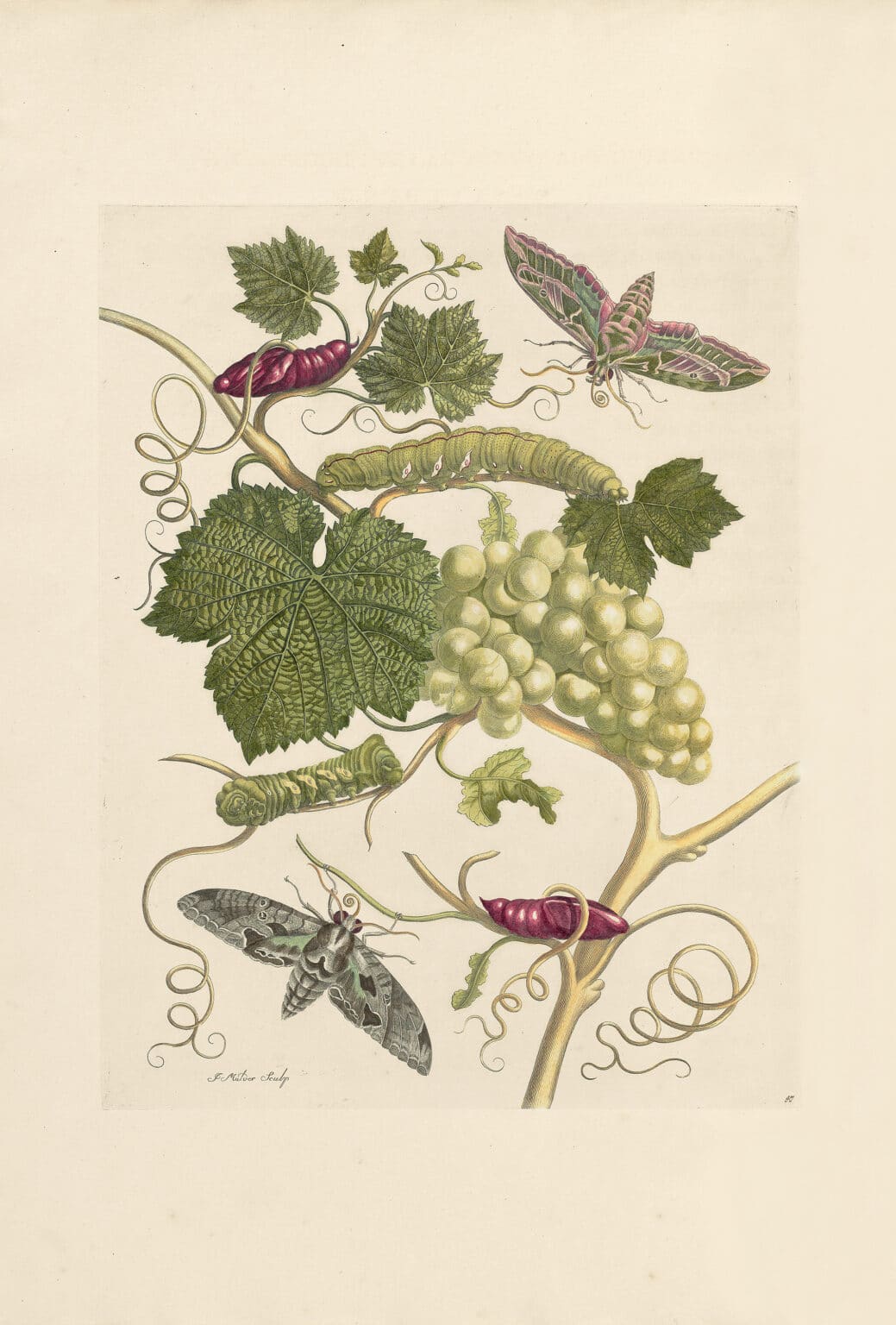 Merian Pl. 47, Green Grapes