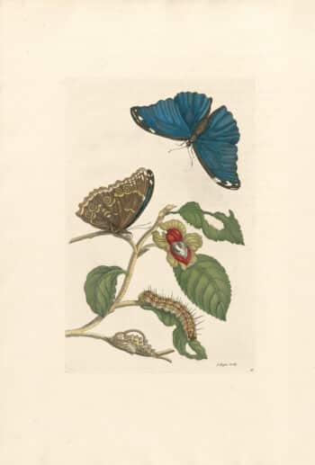 Merian Pl. 53, Pearl-eye Butterfly with Tree