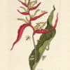 Merian Pl. 54, Ginger Plant with Bee