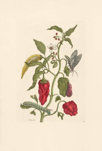 Merian Pl. 55, Pepper Plant, Capsicum