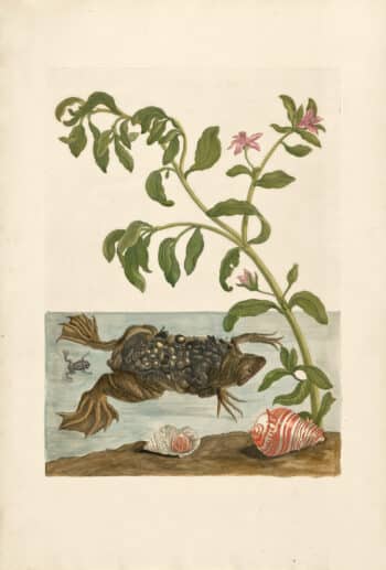 Merian Pl. 59, Female Toad and Young