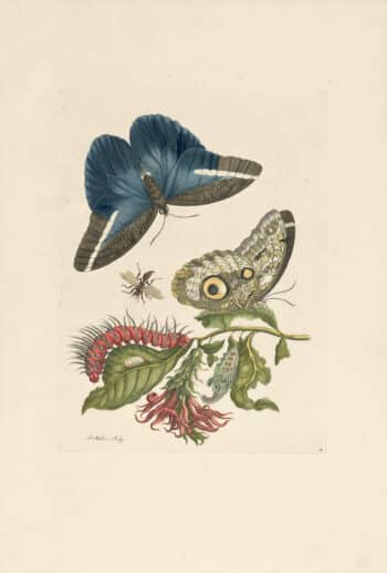 Merian Pl. 60, Caligo Butterfly, Wasp