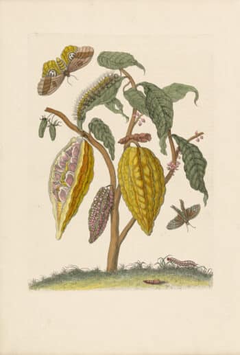 Merian Pl. 63, Cocoa