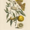 Merian Pl. 65, Lemon