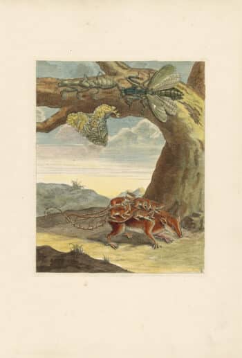 Merian Pl. 66, Opossums with Young
